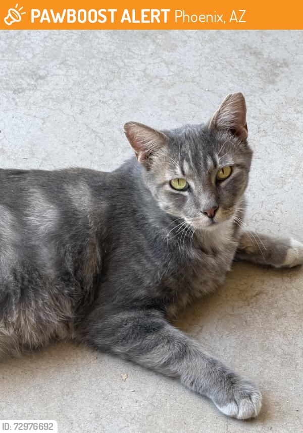Found/Stray Unknown Cat last seen Peroia avenue, Phoenix, AZ 85304