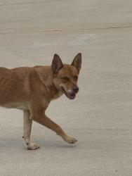 Found/Stray Unknown Dog last seen Clover chase dr. In Winward neighborhood, Harris County, TX 77493