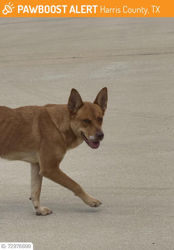Found/Stray Unknown Dog last seen Clover chase dr. In Winward neighborhood, Harris County, TX 77493