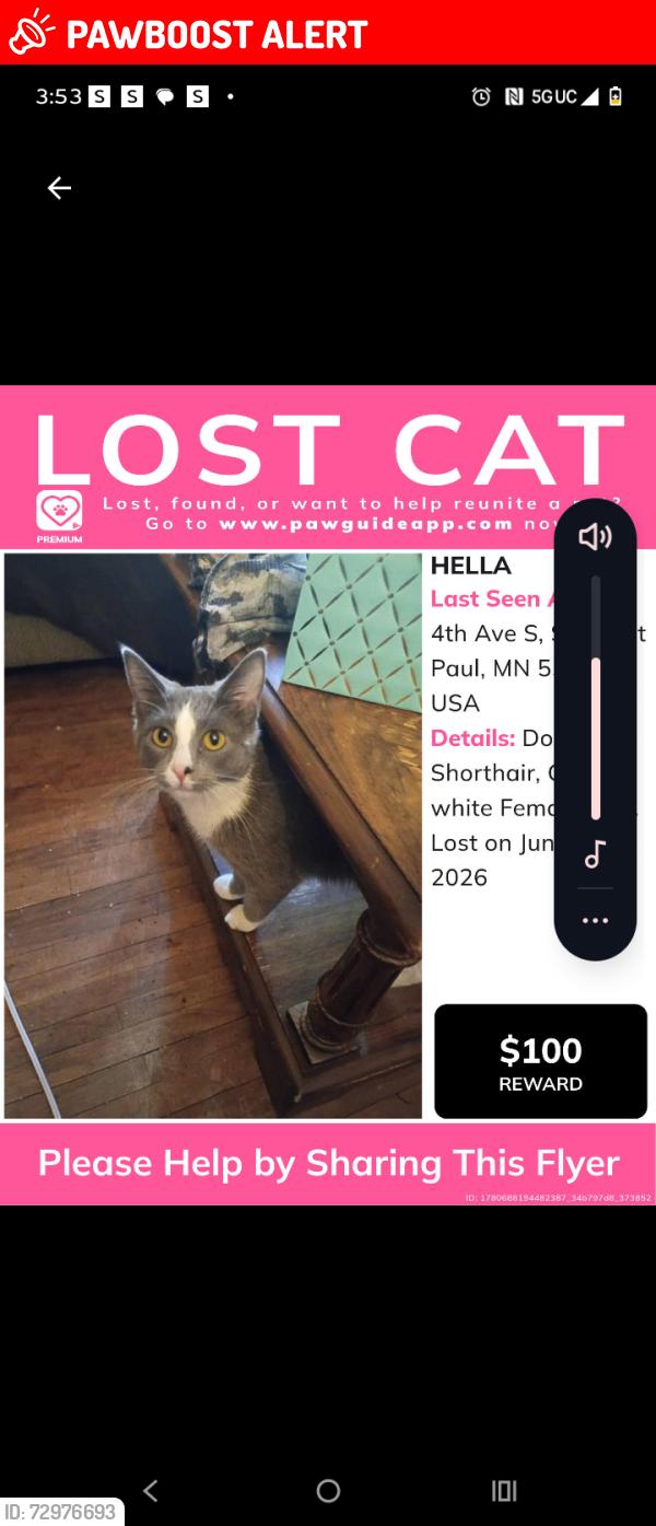 Lost Female Cat last seen Southview Blvd and 4th ave S, South Saint Paul, MN 55075