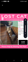 Lost Female Cat last seen Southview Blvd and 4th ave S, South Saint Paul, MN 55075