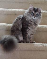 Reunited Male Cat last seen Near Abron Drive, Durham, NC 27713