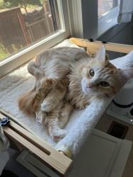 Reunited Female Cat last seen SE 60th and Long , Portland, OR 97206