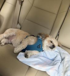 Reunited Male Dog last seen Citation lane and route 70, Cherry Hill Township, NJ 08002