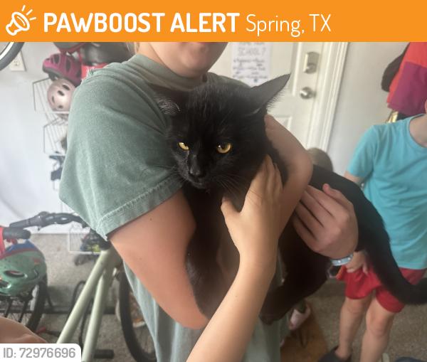Found/Stray Male Cat last seen Louetta and Stuebner Airline Rd, Spring, TX 77379