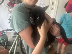 Found/Stray Male Cat last seen Louetta and Stuebner Airline Rd, Spring, TX 77379
