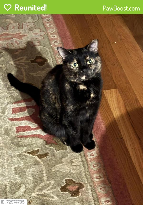 Reunited Female Cat last seen Raintree Rd, Lexington, KY 40502