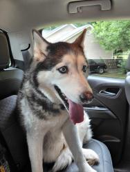 Found/Stray Unknown Dog last seen Wisteria Rd, LaFayette, GA 30728