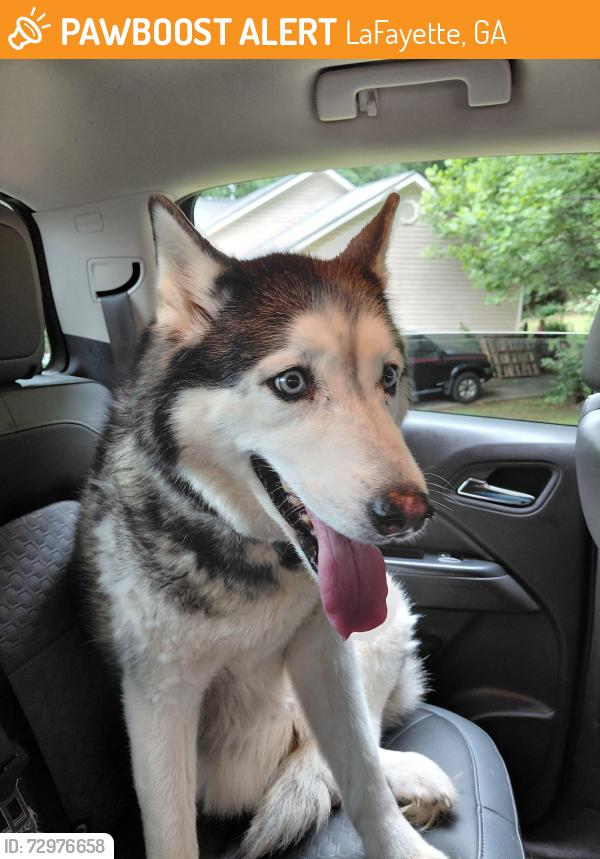 Found/Stray Unknown Dog last seen Wisteria Rd, LaFayette, GA 30728