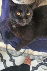 Reunited Female Cat last seen Parable Court & Miracle Lane, Reserve At Golden Acres, FL 34654