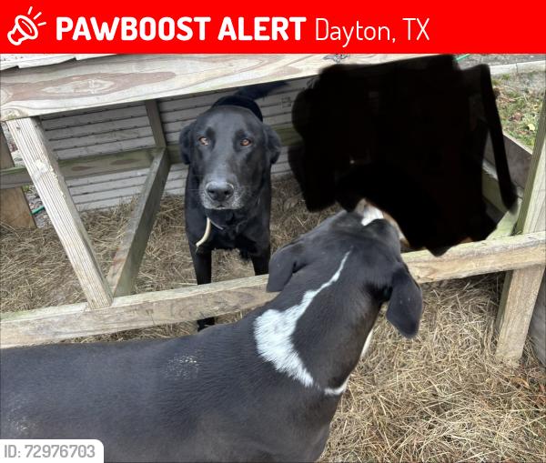 Lost Male Dog last seen Near and 4017, Dayton, TX 77535