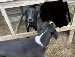 Lost Male Dog last seen Near and 4017, Dayton, TX 77535