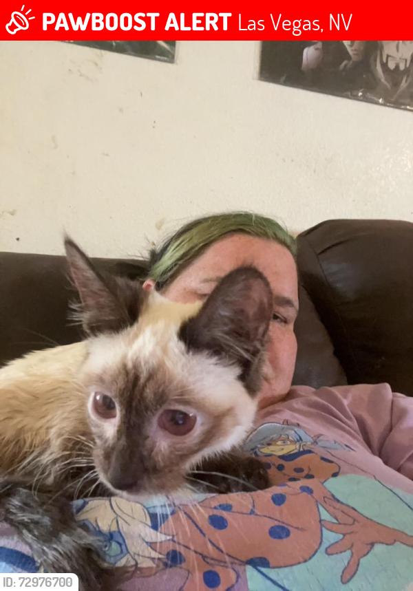 Lost Male Cat last seen N Sandhill rd and Stewart, Las Vegas, NV 89110