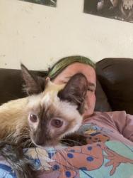 Lost Male Cat last seen N Sandhill rd and Stewart, Las Vegas, NV 89110