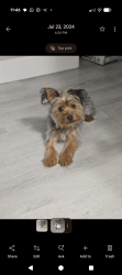 Reunited Male Dog last seen Ann rd / commerce , North Las Vegas, NV 89031