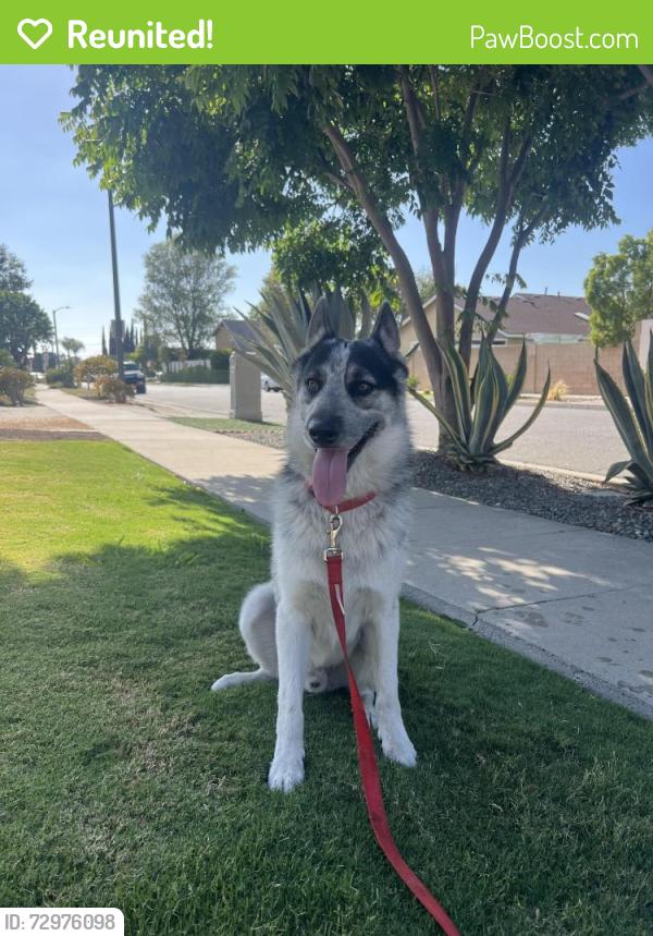 Reunited Male Dog last seen Chapman and Rancho Santiago , Orange, CA 92869