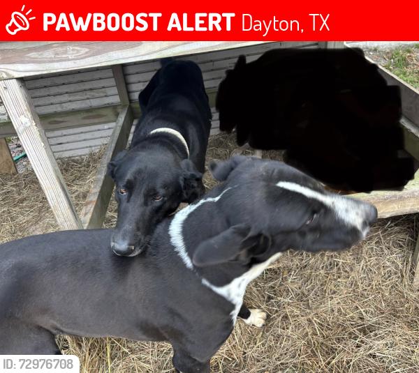Lost Male Dog last seen Near and 4017, Dayton, TX 77535