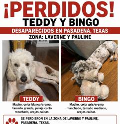 Lost Male Dog last seen Laverne por la shaver , Pasadena, TX 77502