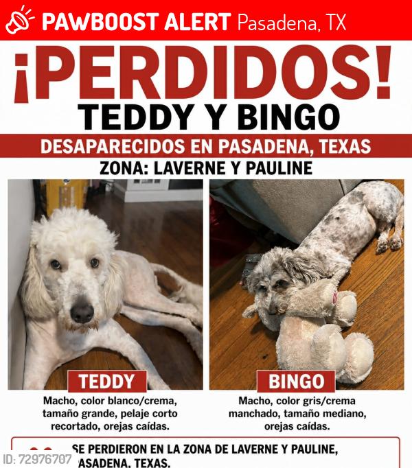 Lost Male Dog last seen Laverne por la shaver , Pasadena, TX 77502