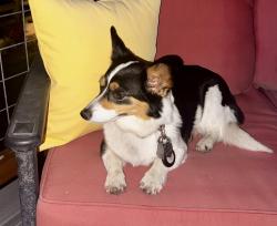 Reunited Unknown Dog last seen Belleview and Wadsworth, Denver, CO 80235