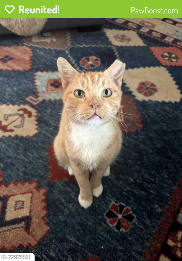 Reunited Male Cat last seen 5th and N. High St., Denver, CO 80218