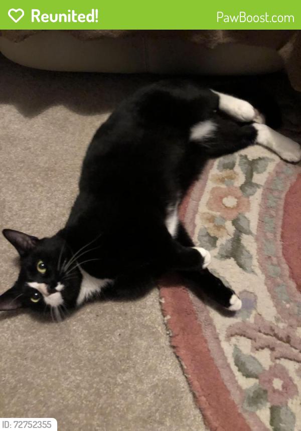 Reunited Male Cat last seen Gurney Tc , Enfield, SA 5085