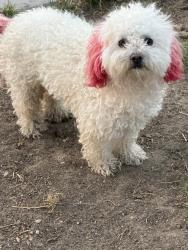 Reunited Unknown Dog last seen Dos palms mesa view, Victorville, CA 92392