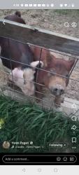 Lost Male Other last seen M50 Onsted , M-50, MI 49201