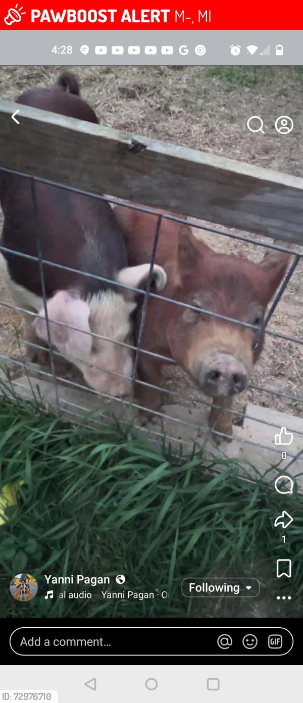 Lost Male Other last seen M50 Onsted , M-50, MI 49201