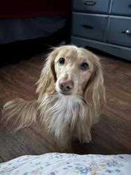 Reunited Male Dog last seen Cottonwood Ln, Fillmore, CA 93015, USA, Fillmore, CA 93015