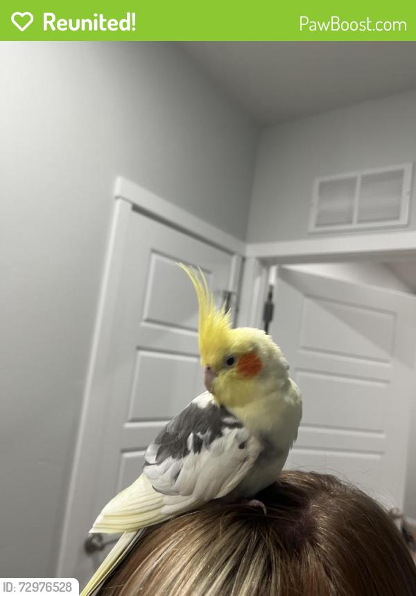 Reunited Unknown Bird last seen Pine and ten mile, Meridian, ID 83642