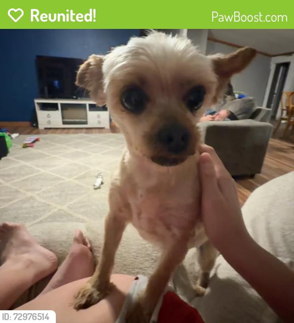 Reunited Female Dog last seen Camp Arrowhead rd and angola, Lewes, DE 19958