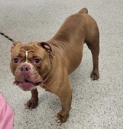 Shelter Stray Male Dog last seen Near NW 85th Ter, 64154, MO, Kansas City, MO 64132