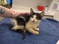 Shelter Stray Female Cat last seen E 87th St & Blue River Rd, 64132, 64132, MO, Kansas City, MO 64132