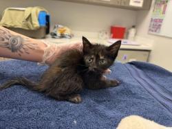 Shelter Stray Female Cat last seen E 87th St & Blue River Rd, 64132, 64132, MO, Kansas City, MO 64132
