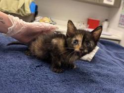 Shelter Stray Female Cat last seen E 87th St & Blue River Rd, 64132, 64132, MO, Kansas City, MO 64132