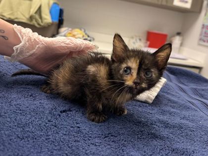 Shelter Stray Female Cat last seen E 87th St & Blue River Rd, 64132, 64132, MO, Kansas City, MO 64132