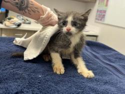 Shelter Stray Male Cat last seen E 87th St & Blue River Rd, 64132, 64132, MO, Kansas City, MO 64132