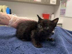 Shelter Stray Male Cat last seen E 87th St & Blue River Rd, 64132, 64132, MO, Kansas City, MO 64132