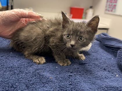 Shelter Stray Male Cat last seen E 87th St & Blue River Rd, 64132, 64132, MO, Kansas City, MO 64132