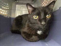 Shelter Stray Male Cat last seen Near E Linwood KCMO 64128, 64128, MO, 7077 Elmwood Ave, Kansas City, MO 64132, USA