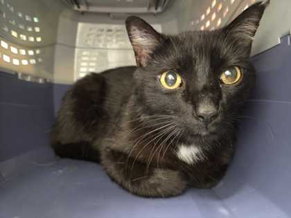 Shelter Stray Male Cat last seen Near E Linwood KCMO 64128, 64128, MO, 7077 Elmwood Ave, Kansas City, MO 64132, USA