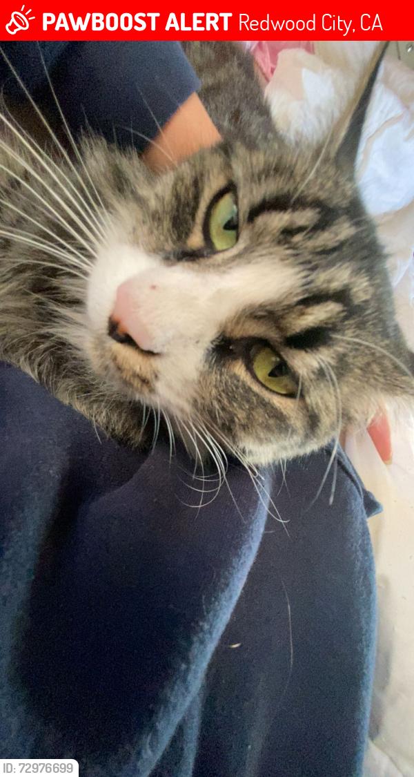 Lost Female Cat last seen kennedy middle school , Redwood City, CA 94061