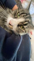 Lost Female Cat last seen kennedy middle school , Redwood City, CA 94061
