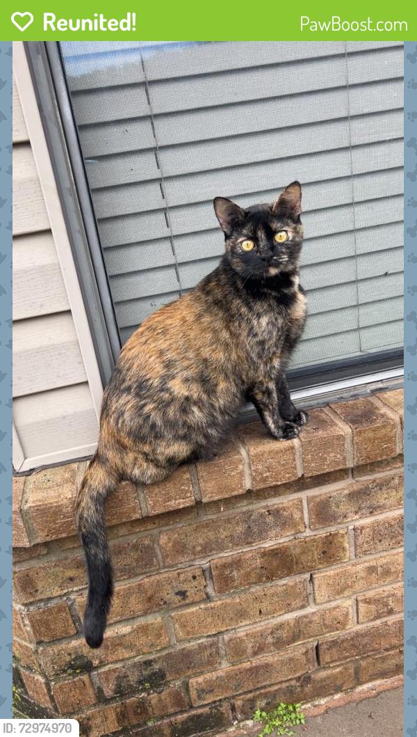 Reunited Female Cat last seen Oklahoma City, OK 73170, USA, Oklahoma City, OK 73170