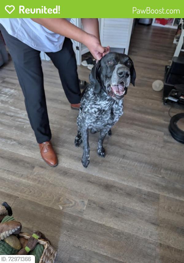 Reunited Male Dog last seen Lincoln , El Cajon, CA 92020