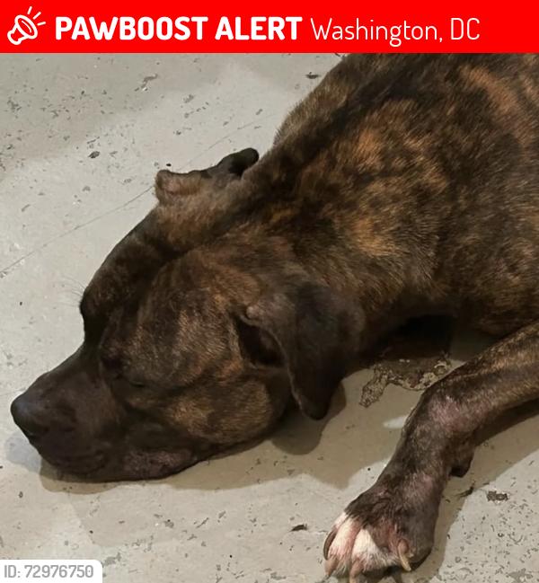 Lost Male Dog last seen Fredrick Douglss House, Washington, DC 20020