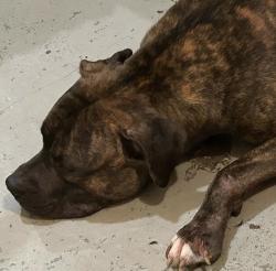 Lost Male Dog last seen Fredrick Douglss House, Washington, DC 20020