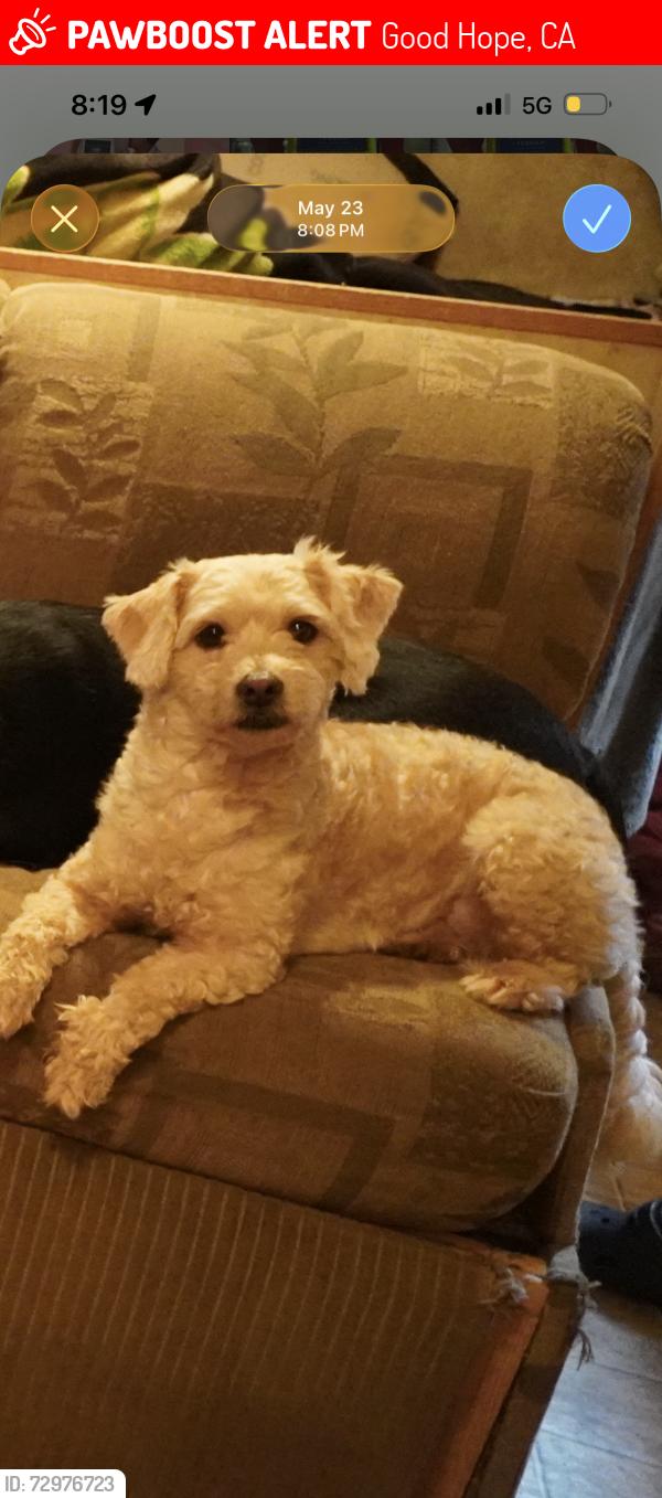 Deceased Male Dog last seen Terrace Ave, Good Hope, CA 92570, USA, Good Hope, CA 92570