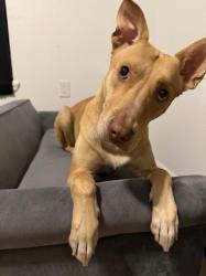 Reunited Female Dog last seen Townsend and Candlewood , Rialto, CA 92377